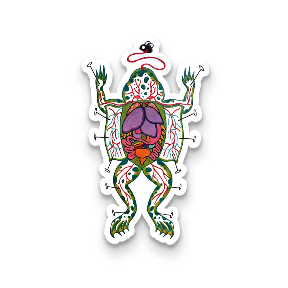 Dissecting Frog 1PCS Stickers