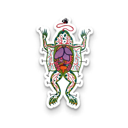 Dissecting Frog 1PCS Stickers